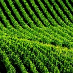 Unesco – Weinlandschaften Langhe und Roero