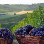 Piemont, die Weinregion