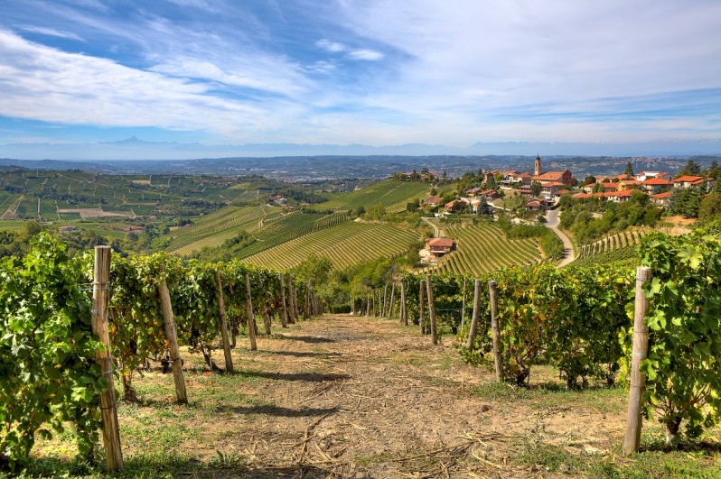 The rolling countryside of Piedmont is dotted with vineyards and hilltop towns. Image by Rostislav Glinsky / Shutterstock 