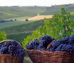 Piemont, die Weinregion