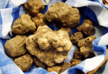 tartufo_bianco_alba