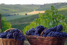 langhe1