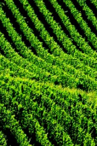 Unesco – Paesaggi Vitivinicoli Langhe, Roero e Monferrato