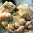Alba e la Fiera Internazionale del Tartufo Bianco